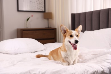 Photo of Pet friendly hotel. Cute dog sitting on bed indoors