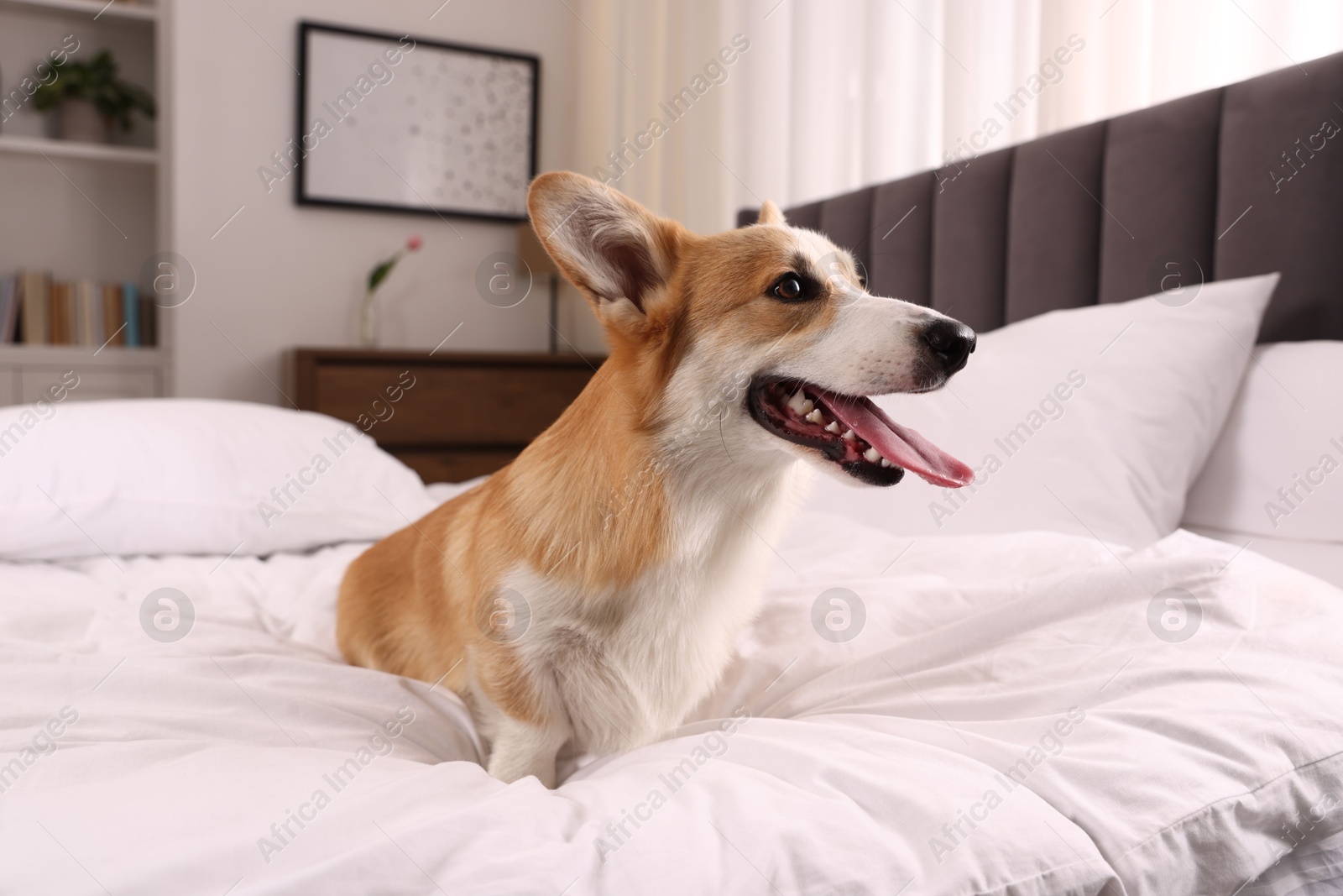 Pet friendly hotel. Cute dog sitting on bed indoors Photo of Pet friendly hotel. Cute dog sitting on bed indoors