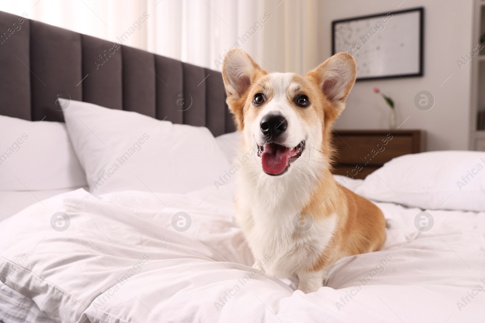 Pet friendly hotel. Cute dog sitting on bed indoors Photo of Pet friendly hotel. Cute dog sitting on bed indoors