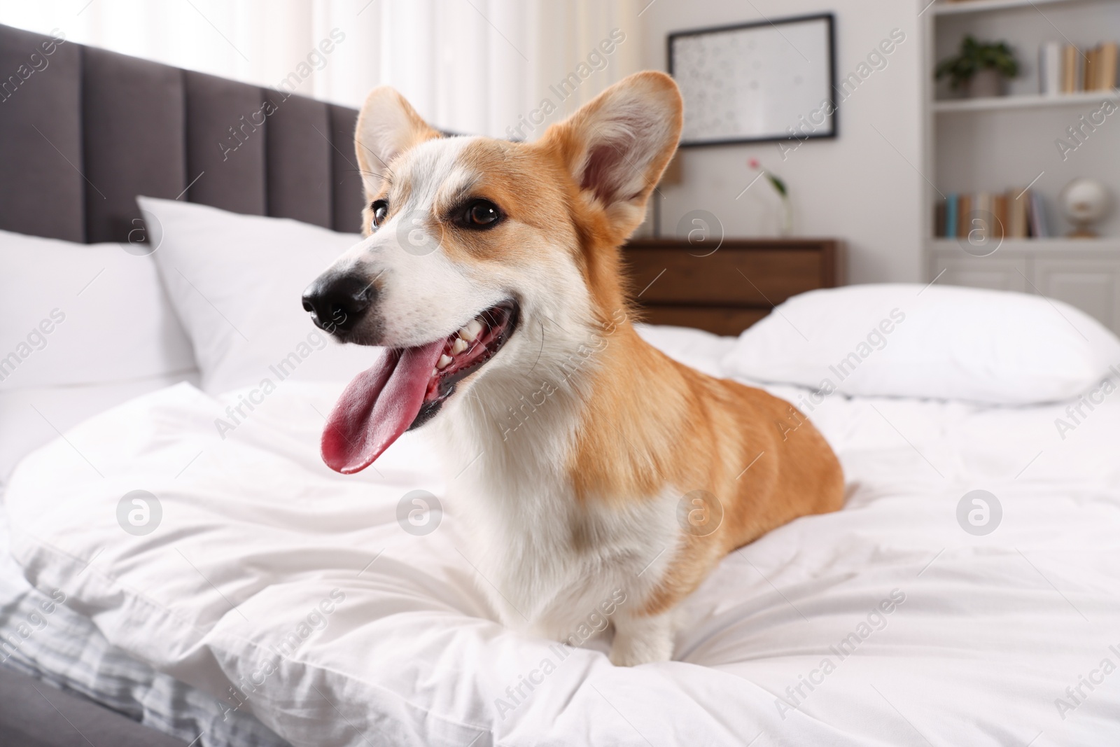 Pet friendly hotel. Cute dog sitting on bed indoors Photo of Pet friendly hotel. Cute dog sitting on bed indoors