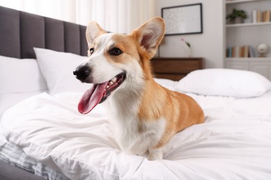 Photo of Pet friendly hotel. Cute dog sitting on bed indoors
