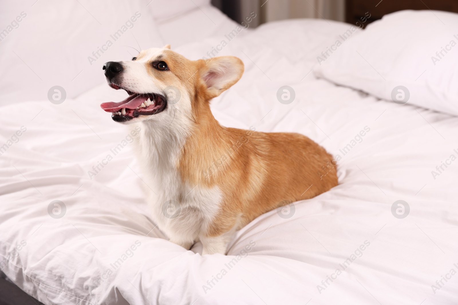 Pet friendly hotel. Cute dog sitting on bed indoors Photo of Pet friendly hotel. Cute dog sitting on bed indoors