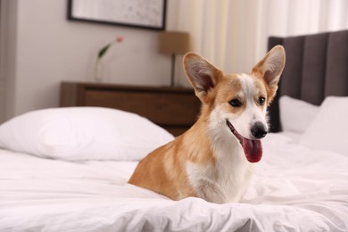 Photo of Pet friendly hotel. Cute dog sitting on bed indoors, space for text