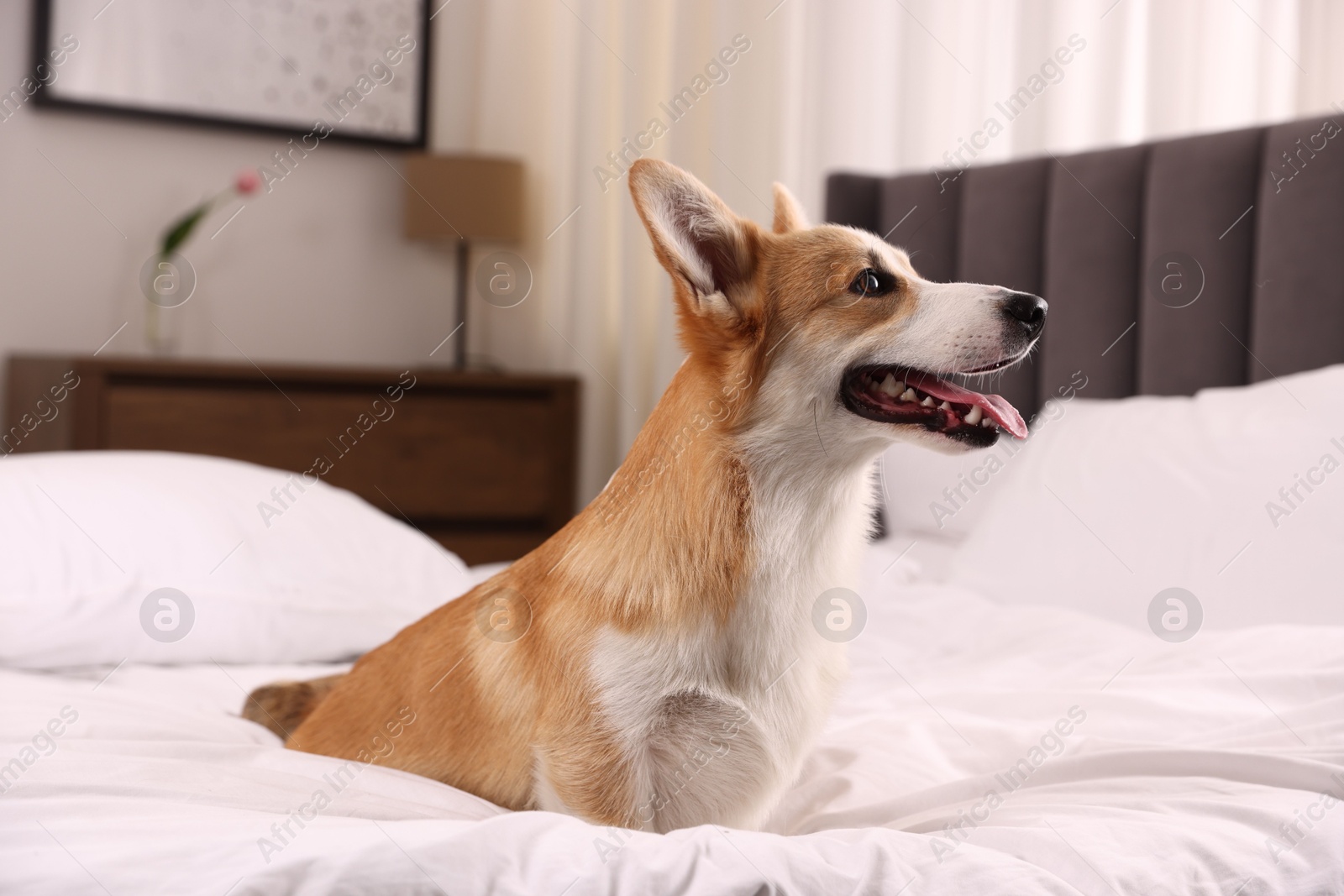 Pet friendly hotel. Cute dog sitting on bed indoors Photo of Pet friendly hotel. Cute dog sitting on bed indoors