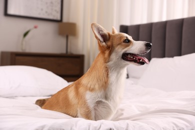 Photo of Pet friendly hotel. Cute dog sitting on bed indoors