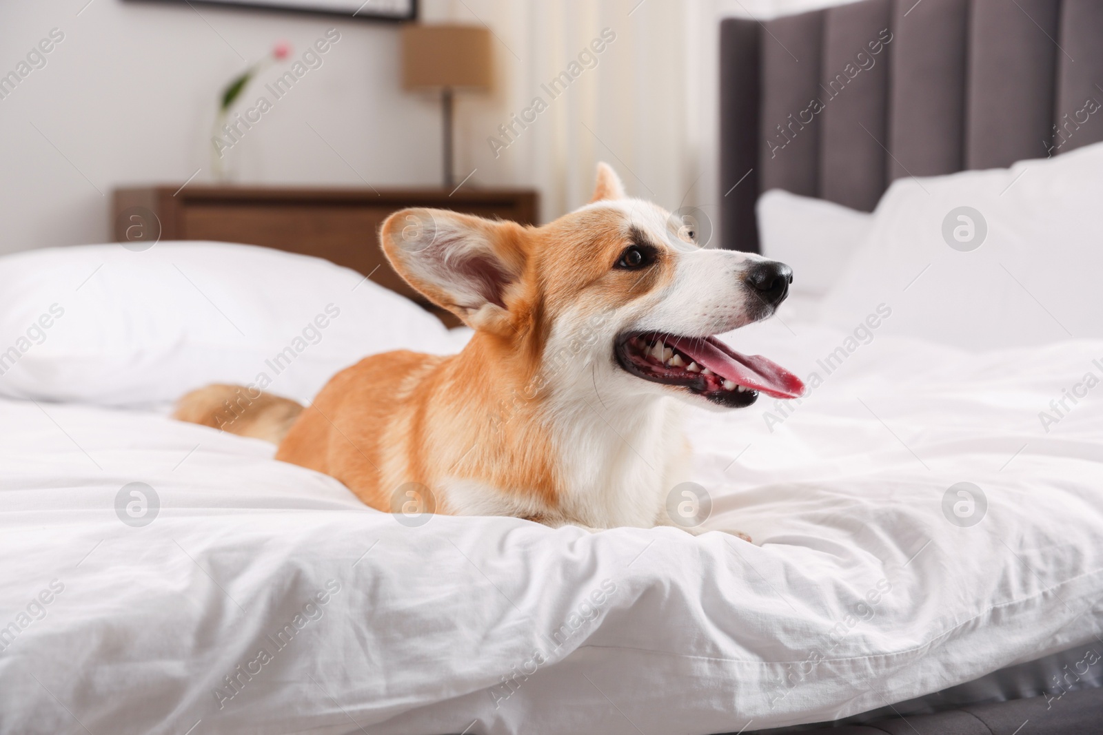 Pet friendly hotel. Cute dog lying on bed indoors Photo of Pet friendly hotel. Cute dog lying on bed indoors