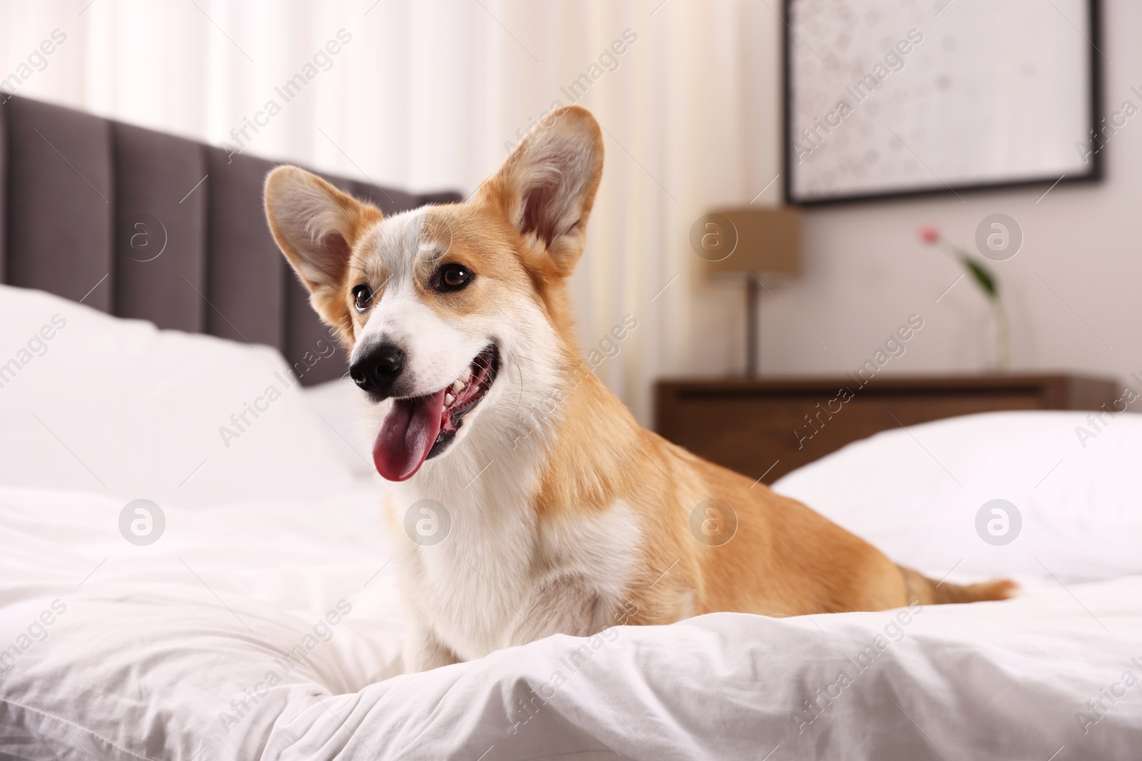 Pet friendly hotel. Cute dog sitting on bed indoors Photo of Pet friendly hotel. Cute dog sitting on bed indoors