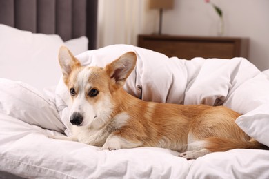 Photo of Pet friendly hotel. Cute dog lying on bed indoors