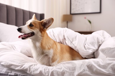 Photo of Pet friendly hotel. Cute dog covering with blanket sitting on bed indoors