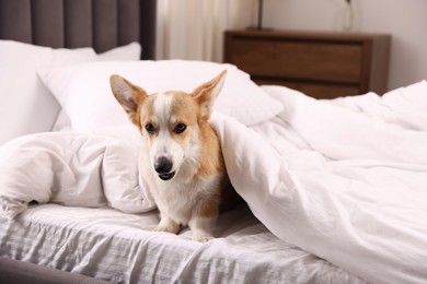 Photo of Pet friendly hotel. Cute dog covering with blanket sitting on bed indoors