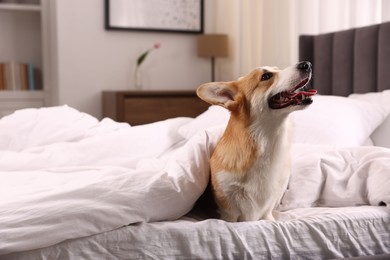 Photo of Pet friendly hotel. Cute dog covering with blanket sitting on bed indoors