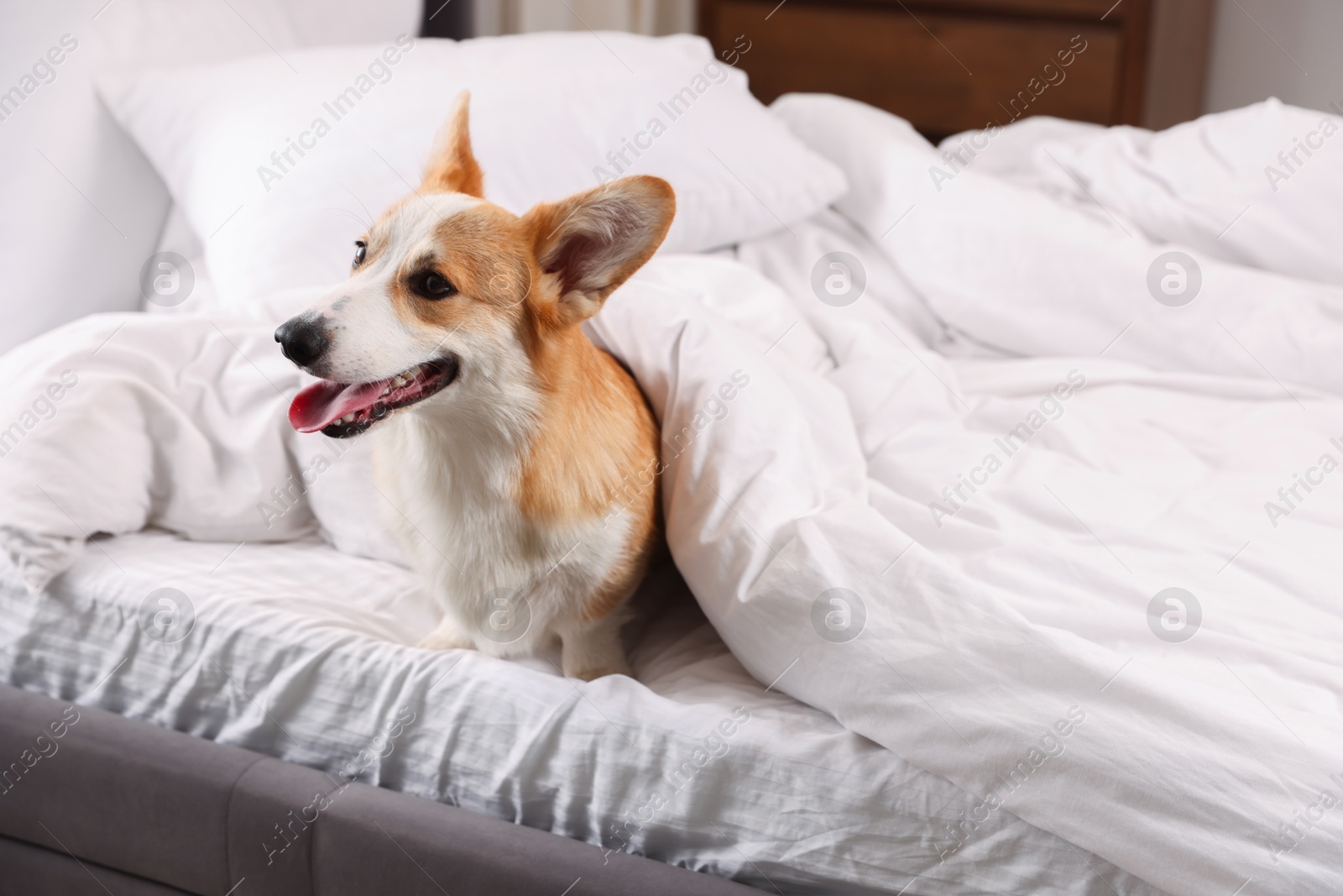 Photo of Pet friendly hotel. Cute dog covering with blanket sitting on bed indoors