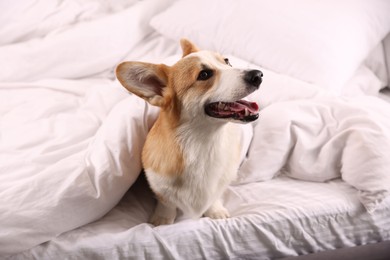 Photo of Pet friendly hotel. Cute dog covering with blanket sitting on bed