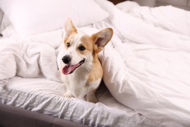Photo of Pet friendly hotel. Cute dog covering with blanket sitting on bed indoors