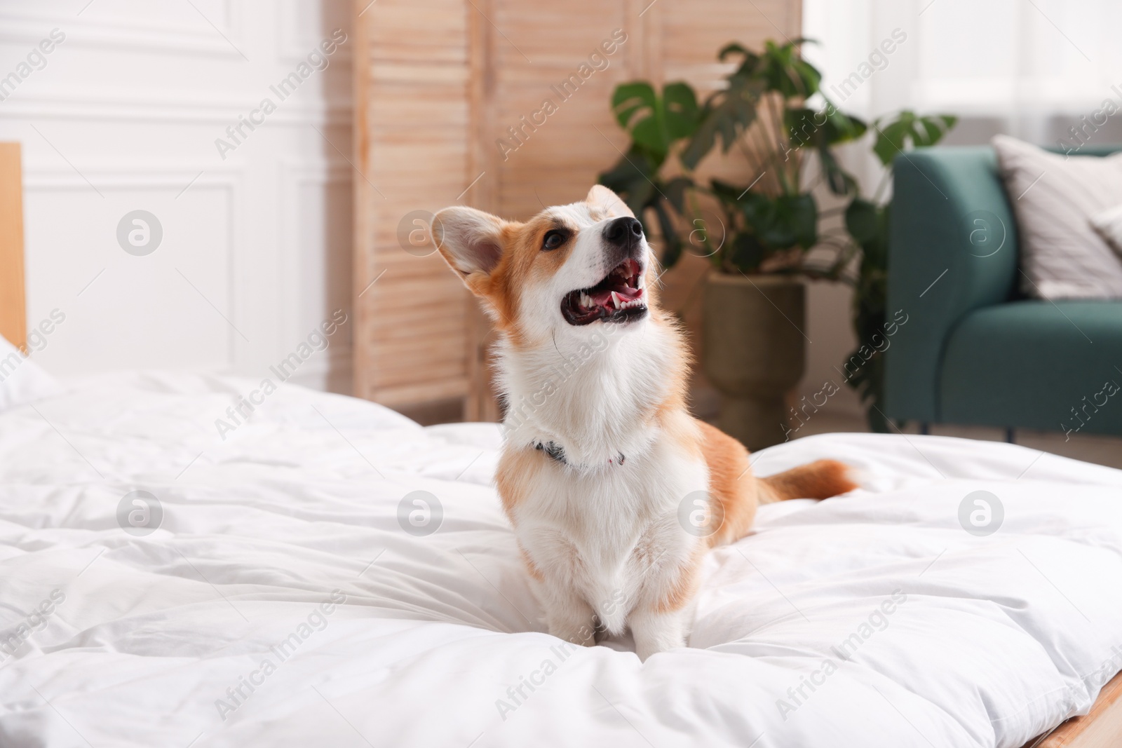 Pet friendly hotel. Cute dog sitting on bed indoors Photo of Pet friendly hotel. Cute dog sitting on bed indoors