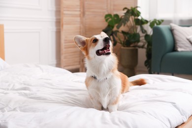 Photo of Pet friendly hotel. Cute dog sitting on bed indoors