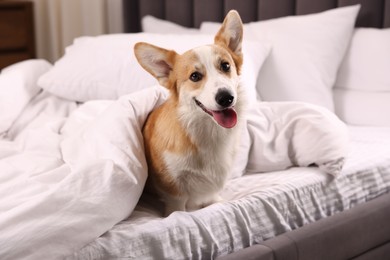 Photo of Pet friendly hotel. Cute dog covering with blanket sitting on bed indoors