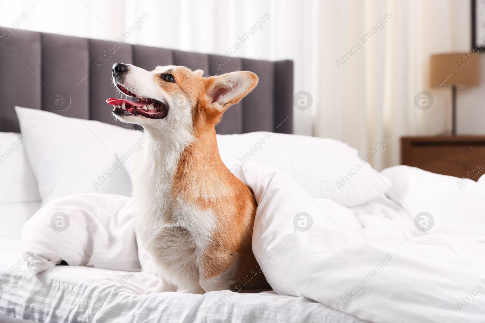 Pet friendly hotel. Cute dog covering with blanket sitting on bed indoors Photo of Pet friendly hotel. Cute dog covering with blanket sitting on bed indoors