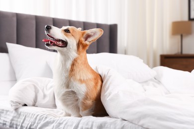 Photo of Pet friendly hotel. Cute dog covering with blanket sitting on bed indoors