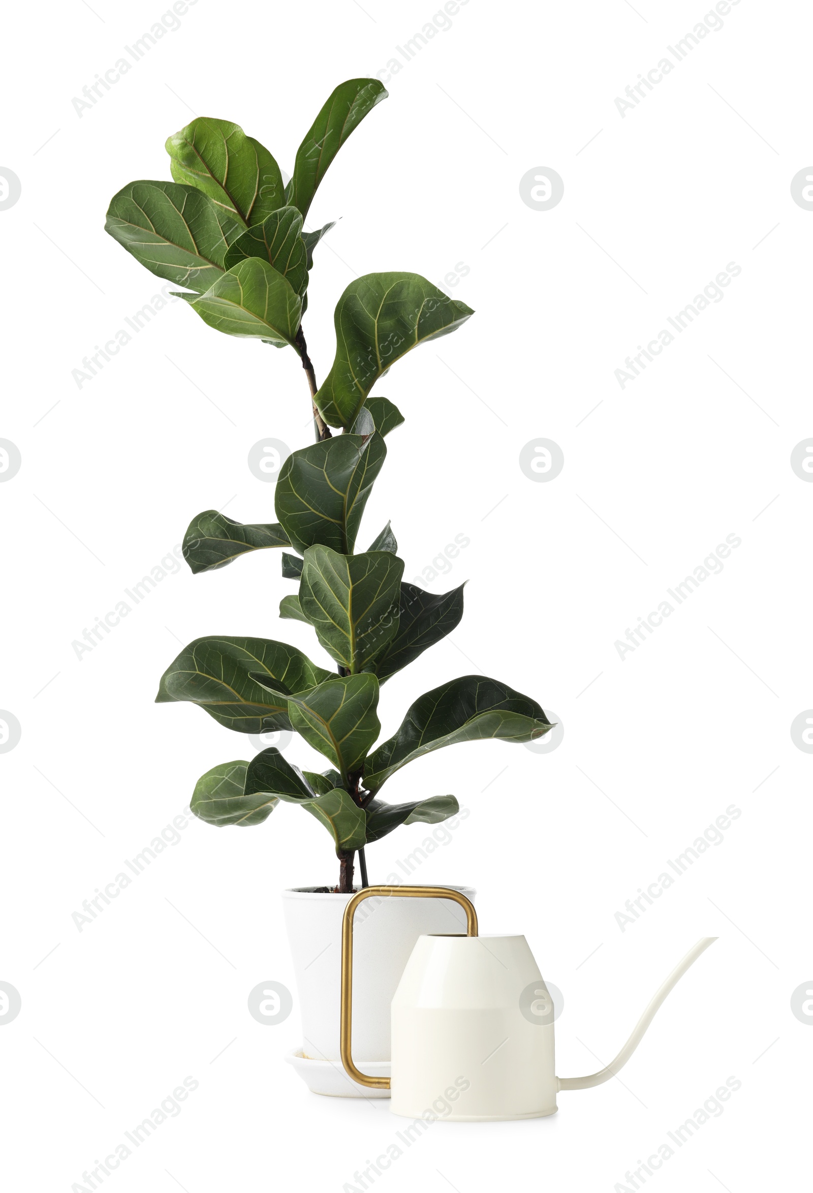 Photo of Beautiful Ficus plant in flowerpot and watering can isolated on white