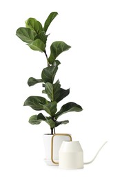 Photo of Beautiful Ficus plant in flowerpot and watering can isolated on white