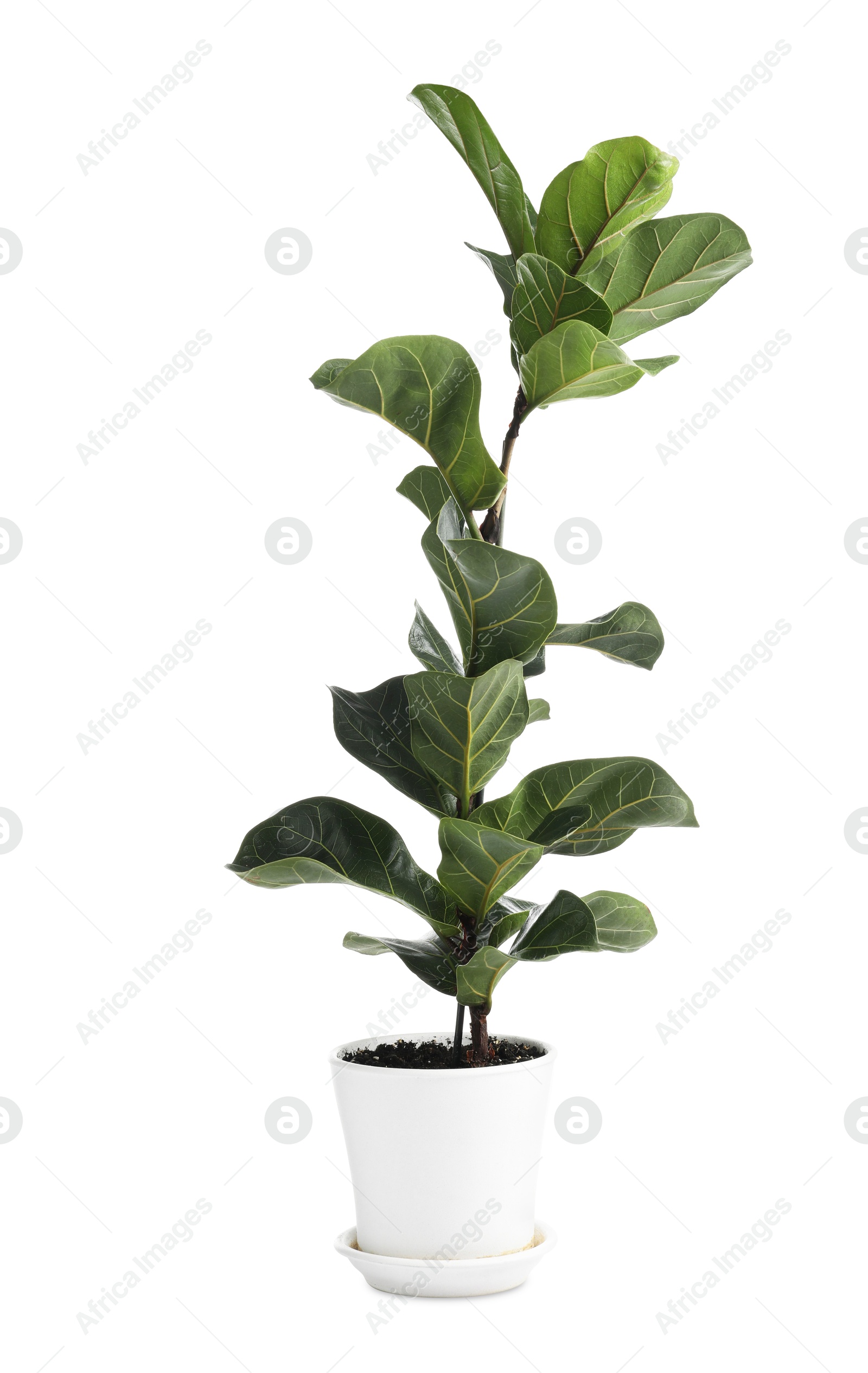 Photo of Beautiful Ficus plant in flowerpot isolated on white