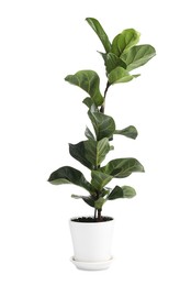 Photo of Beautiful Ficus plant in flowerpot isolated on white