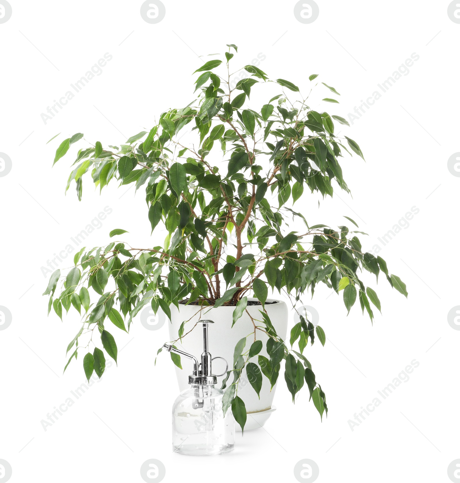 Photo of Beautiful Ficus plant in flowerpot and spray bottle isolated on white