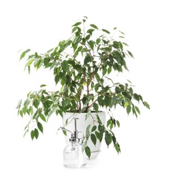 Photo of Beautiful Ficus plant in flowerpot and spray bottle isolated on white