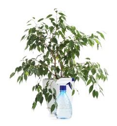 Photo of Beautiful Ficus plant in flowerpot and spray bottle isolated on white
