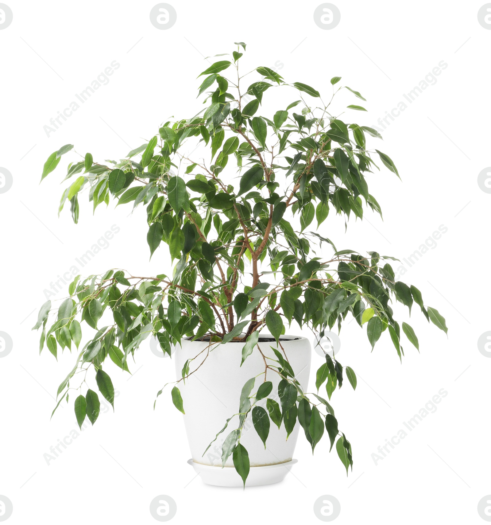 Beautiful Ficus plant in flowerpot isolated on white Photo of Beautiful Ficus plant in flowerpot isolated on white