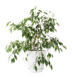 Photo of Beautiful Ficus plant in flowerpot isolated on white