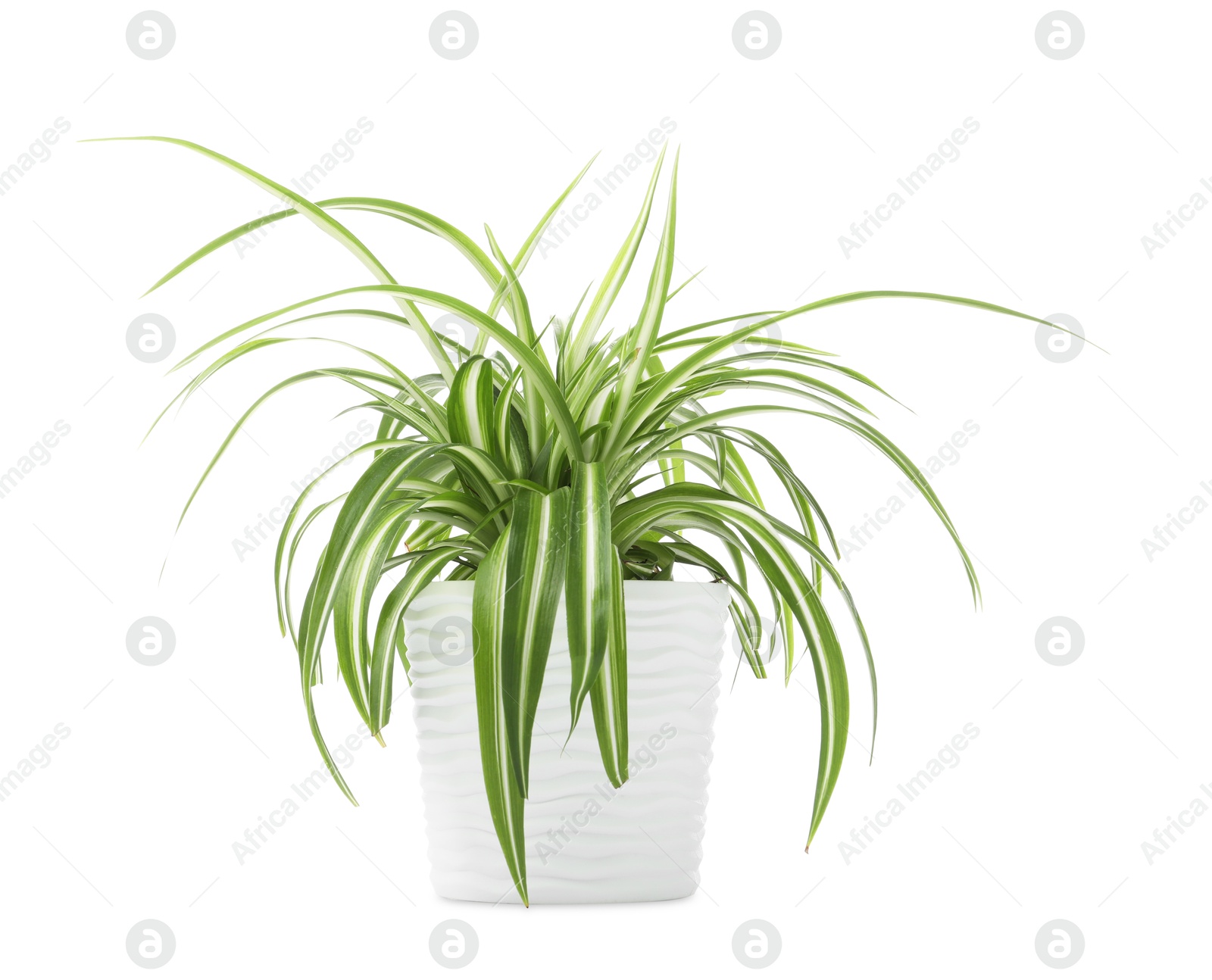Photo of Beautiful Chlorophytum plant in flowerpot isolated on white