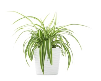 Photo of Beautiful Chlorophytum plant in flowerpot isolated on white