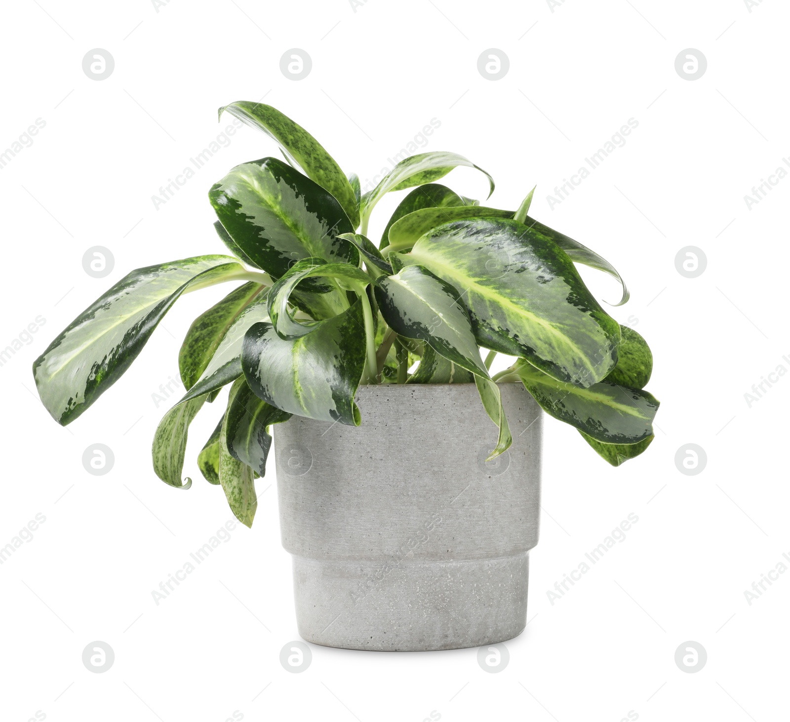 Photo of Beautiful Dieffenbachia plant in flowerpot isolated on white