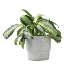 Photo of Beautiful Dieffenbachia plant in flowerpot isolated on white
