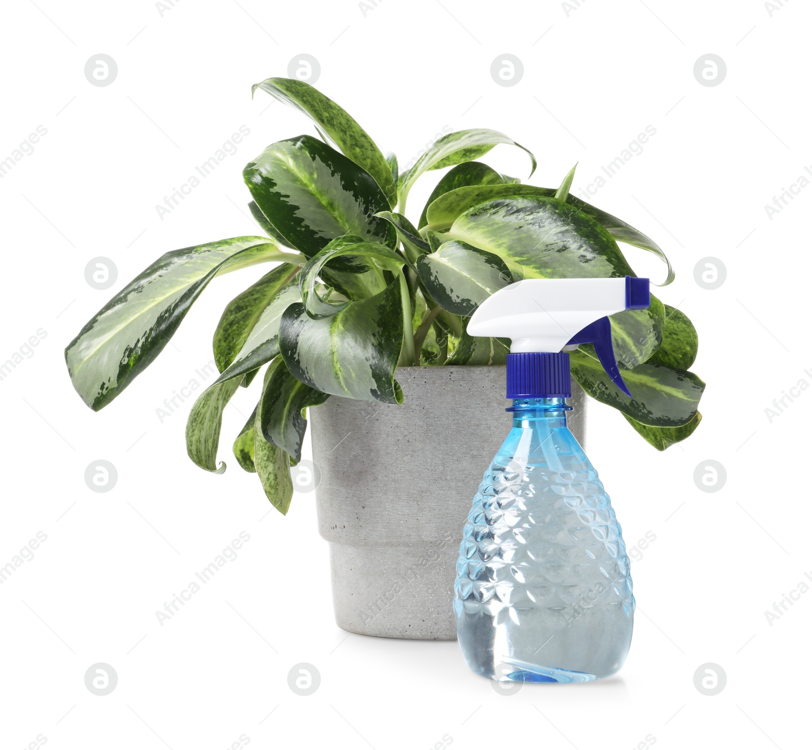 Beautiful Dieffenbachia plant in flowerpot and spray bottle isolated on white Photo of Beautiful Dieffenbachia plant in flowerpot and spray bottle isolated on white
