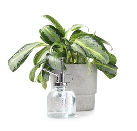 Photo of Beautiful Dieffenbachia plant in flowerpot and spray bottle isolated on white