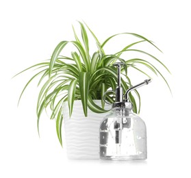 Photo of Beautiful Chlorophytum plant in flowerpot and spray bottle isolated on white