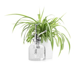 Photo of Beautiful Chlorophytum plant in flowerpot and spray bottle isolated on white