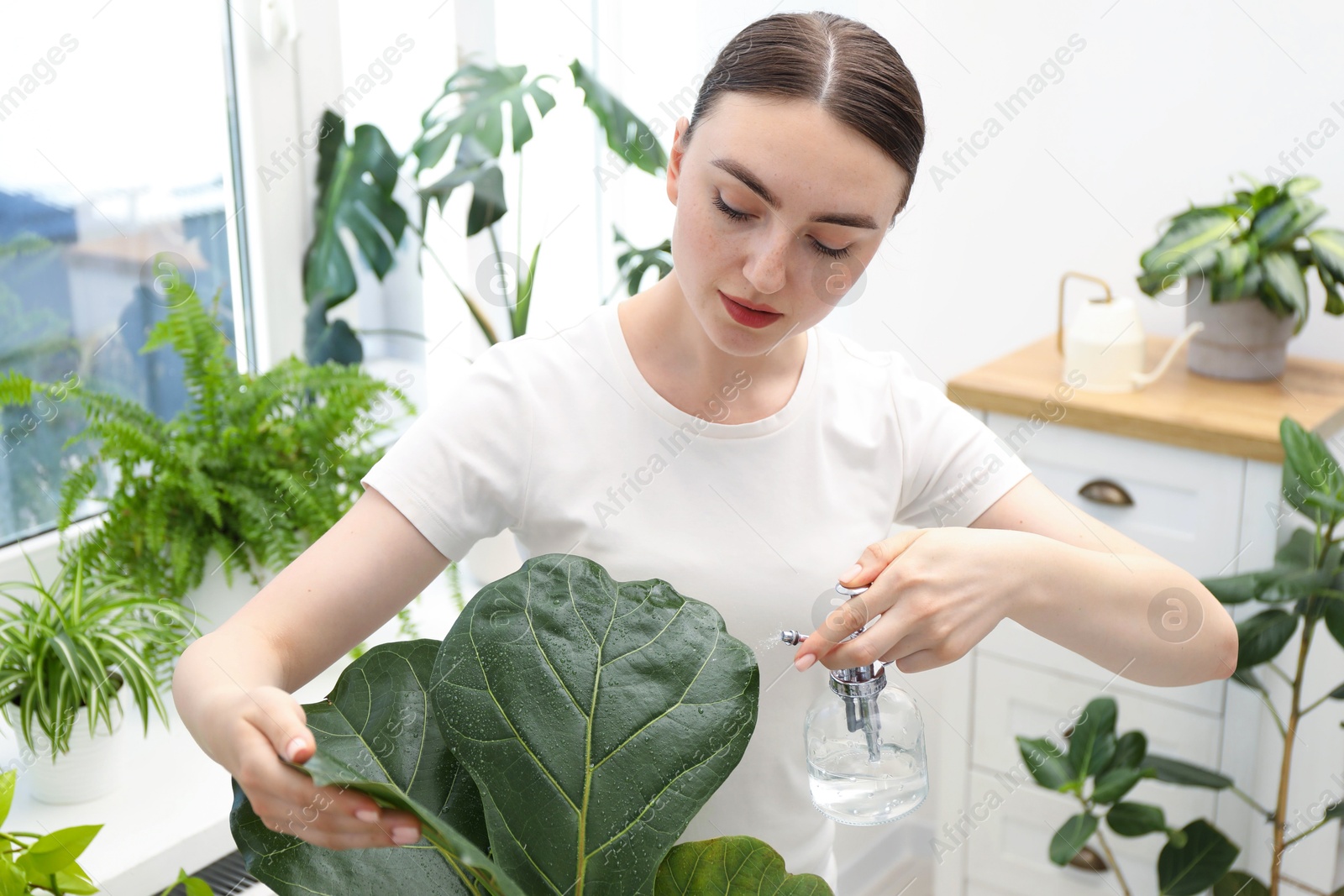 Photo of Young woman spraying beautiful houseplant with water from bottle indoors