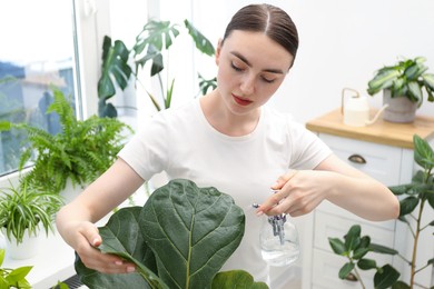 Photo of Young woman spraying beautiful houseplant with water from bottle indoors