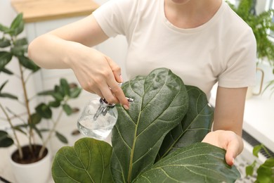 Photo of Young woman spraying beautiful houseplant with water from bottle indoors, closeup