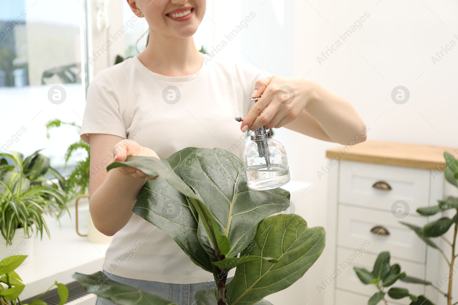 Photo of Young woman spraying beautiful houseplant with water from bottle indoors, closeup