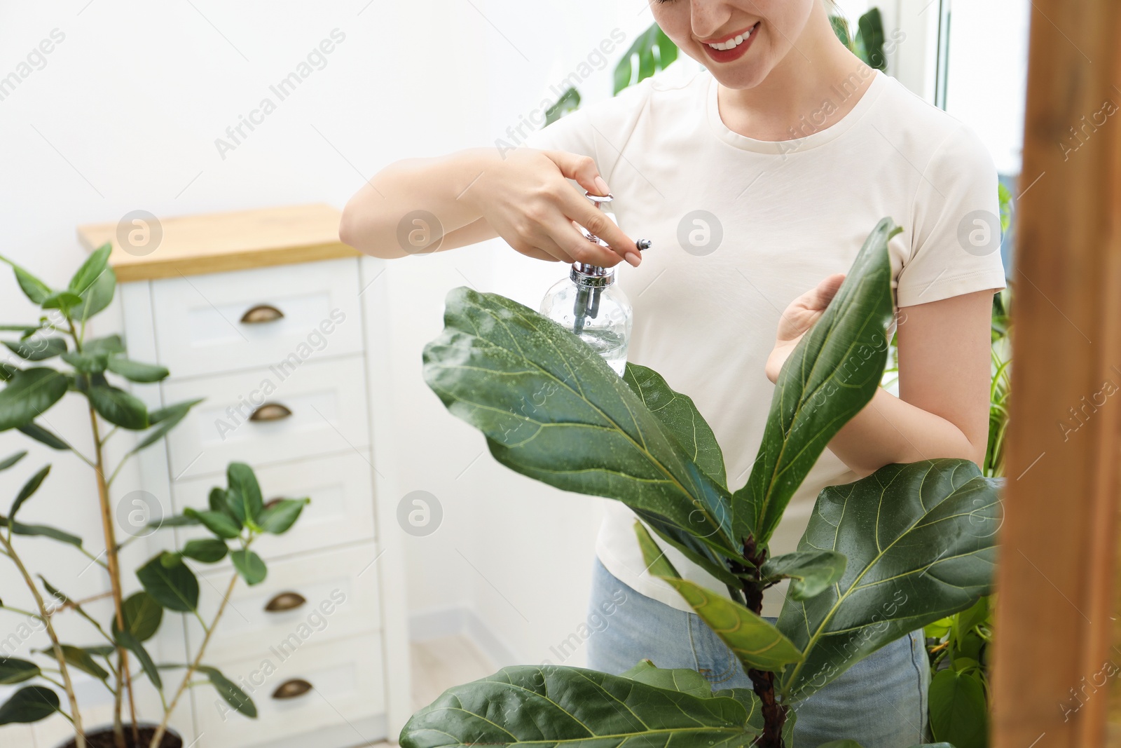 Photo of Young woman spraying beautiful houseplant with water from bottle indoors, closeup