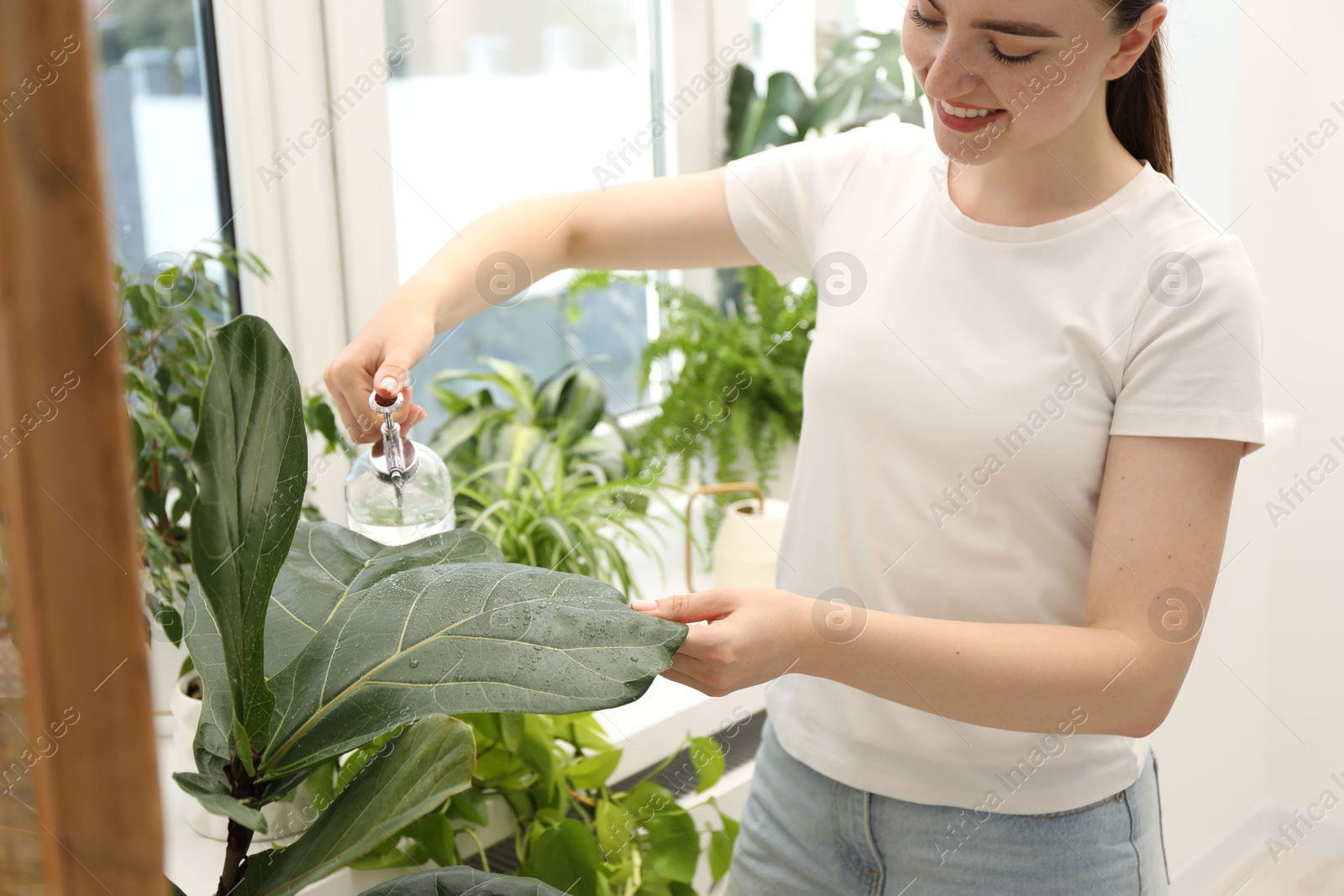 Photo of Young woman spraying beautiful houseplant with water from bottle indoors