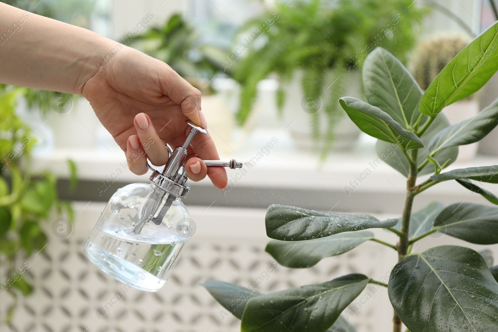 Photo of Young woman spraying beautiful houseplant with water from bottle indoors, closeup