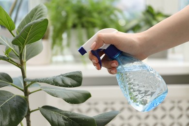 Photo of Young woman spraying beautiful houseplant with water from bottle indoors, closeup