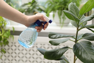 Photo of Young woman spraying beautiful houseplant with water from bottle indoors, closeup