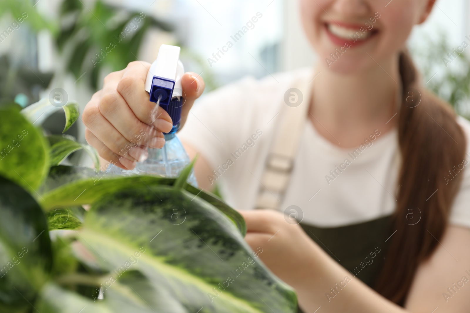 Photo of Young woman spraying beautiful houseplant with water from bottle indoors, closeup